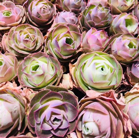 These Rose Succulents Look Like Theyre Straight Out Of A Fairytale
