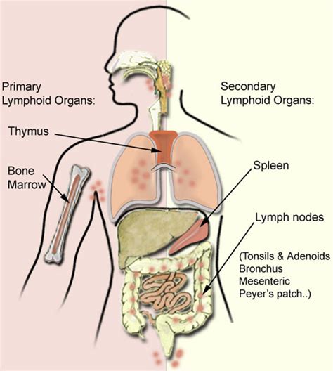 Organs Of The Lymphatic System And Their Functions