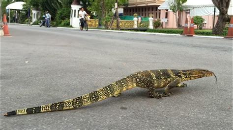 Giant Lizard In The Streets Asian Water Monitor Youtube