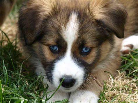 They are excellent companions for extreme sports, like cycling, hiking, and running. Border Collie Husky Mix Puppies For Sale | PETSIDI