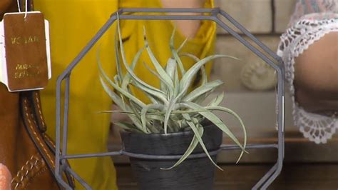 National Indoor Plant Week Proves Plants Are More Than Just Décor Kptm