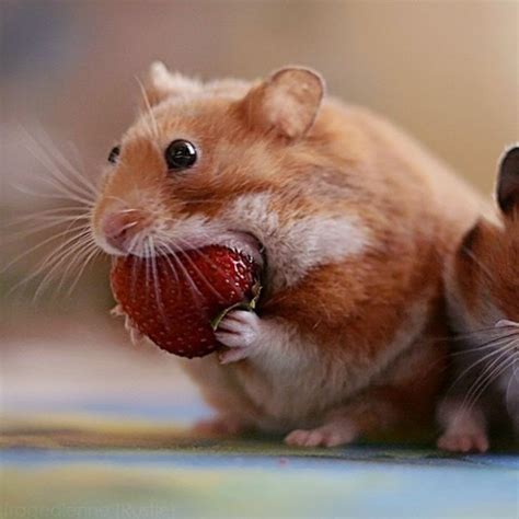 Funny Hamsters 20 Pics