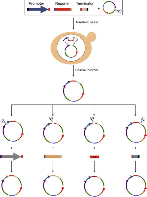 Dna Assembly Workflow And Flexibility Example Of A 4 Fragment Dna