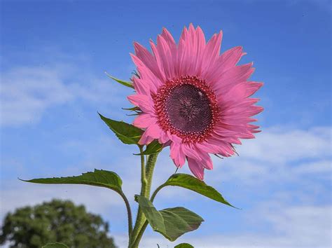Iris Tectorum Rose Sunflower 50pcs Pink Sunflower Seeds Pink Sunflower