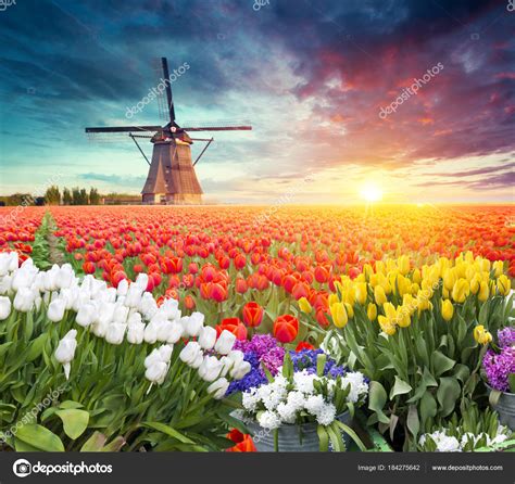 Dutch Windmill Violet Yellow Holland Tulips Field Sunset Netherlands