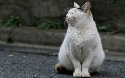 Cats Cat Fat Kitten Chubby Wallpapers Animal