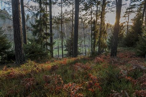 Pictures Sweden Autumn Nature Forest Grass Branches Trees