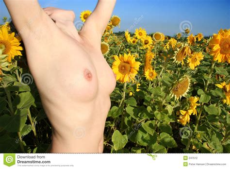 Nude In Sunflower Field Arms Up Stock Photo Image