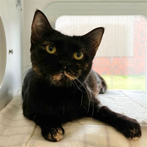 Sophie Female Domestic Short Hair Cat In Vic Petrescue