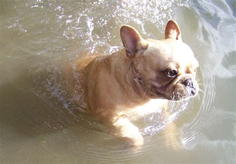 French bulldogs tend to reach their full size between. Can French Bulldogs Swim? - French Bulldogs in Water