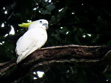 Bagi Burung, Pohon Adalah Segalanya : Mongabay.co.id
