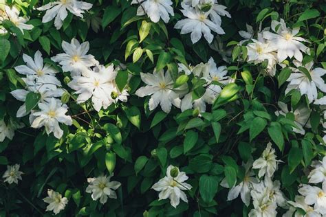 Check spelling or type a new query. Clematis | Best shrubs for shade, Shade plants, Best ...