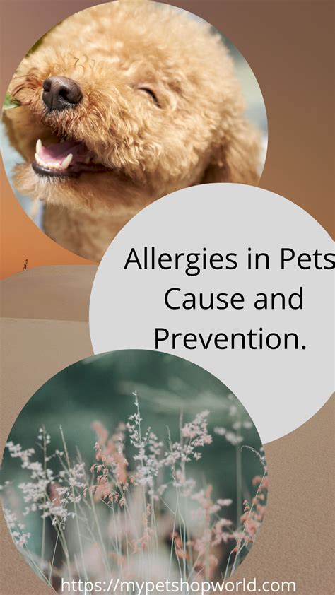 3 Of The Most Common Allergies For Your Pet Easy Solution How To Help