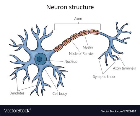 Neuron Structure Diagram Medical Science Vector Image