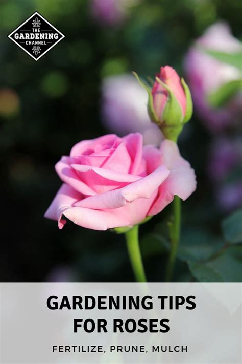 Gardening Tips For Rose Care Garden Diy