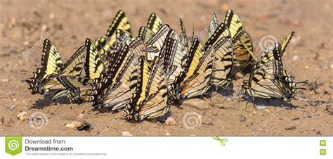 Tiger Swallowtails Gathering Minerals Del Este Foto De Archivo Imagen