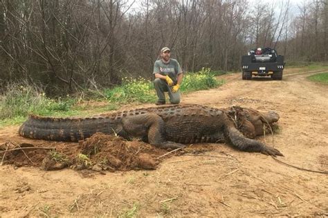 Yes Its Real Giant Alligator Found In Us Irrigation Ditch Stuns
