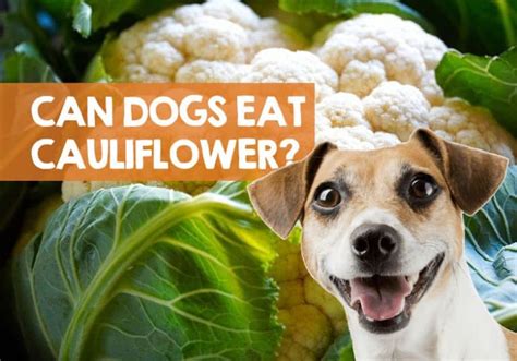 Cauliflowers are cruciferous vegetables, and typically cruciferous vegetables bring about gas in small pets. Can Dogs Eat Cauliflower (Rice, Cheese, Leaves, & Pizza)?