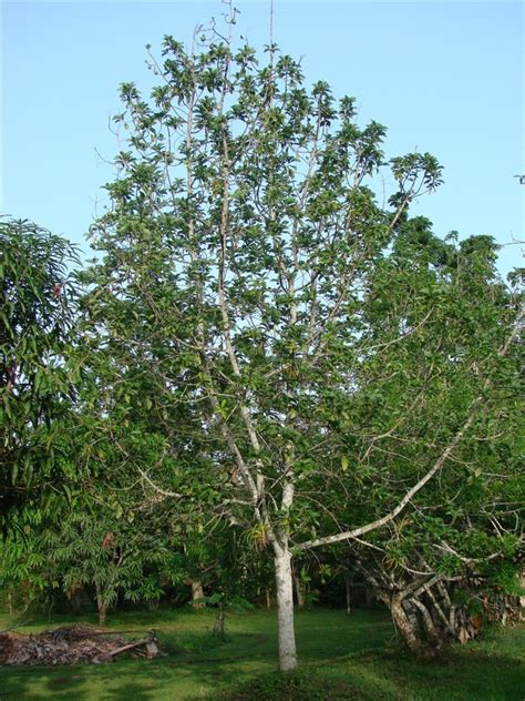 Kensington pride mangoes grow and fruit well in toowoomba. Avocado Trees — Can Avocado Trees be Saved from Root Rot ...