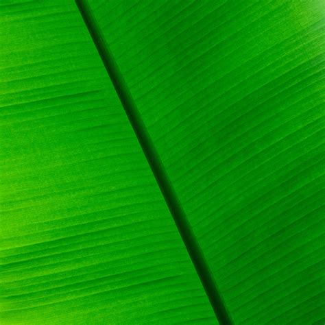 Tropical Leaf Background Free Stock Photo Public Domain Pictures