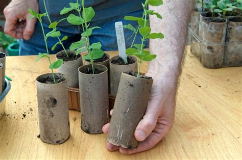 How To Sow Sweet Pea Seeds Bbc Gardeners World Magazine