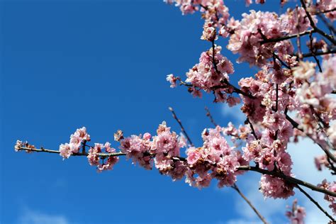 Free Images Tree Branch Plant Sky Flower Petal Bloom Spring
