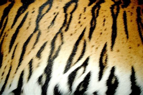 Premium Photo Bengal Tiger Fur