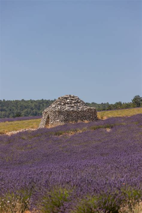 Round Stone Hut In Lavender Fields In The Provence In France Europe
