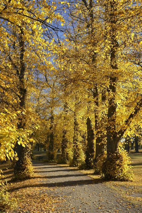 Autumn At Backyard And Garden Nature Background With Colorful Trees At