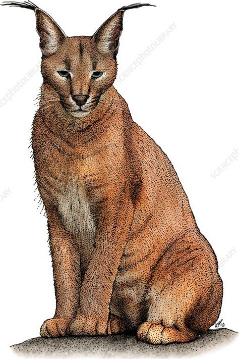 Caracal Illustration Stock Image C0274835 Science Photo Library