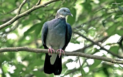 Awesome And Beautiful Wallpapers Of Pigeon In Hd For More Wallpapers