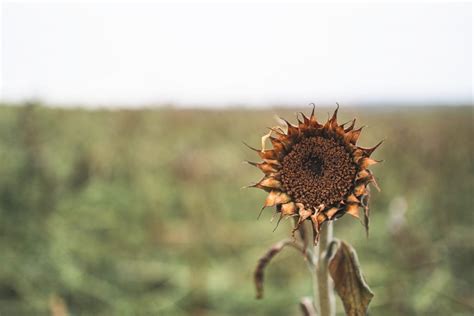 What To Do With Dead Sunflower Heads