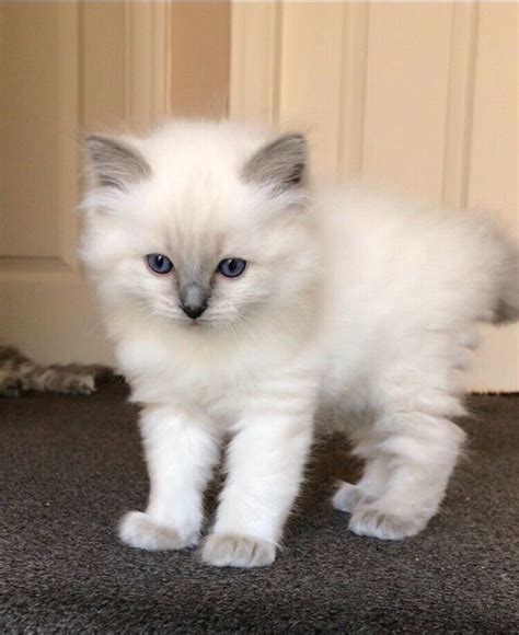 Home of your sepia, mink, & traditional purrfect ragdoll kittens. Gorgeous Ragdoll/Persian Kitten | in Timperley, Manchester ...