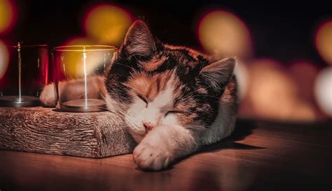 Drinking Glass Sleeping Cat Animals Wallpapers Hd Desktop And