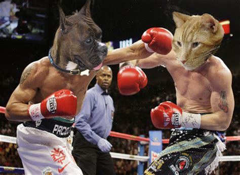 Cat Vs Dog Boxing By Ciberaven On Deviantart