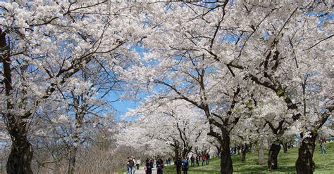 High Park Cherry Blossoms Peak Bloom Set For Early May