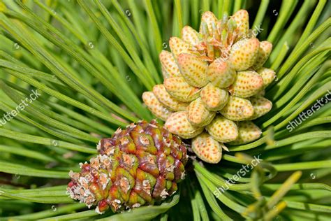Scots Pine Pinus Sylvestris Male Blossom Editorial Stock Photo Stock