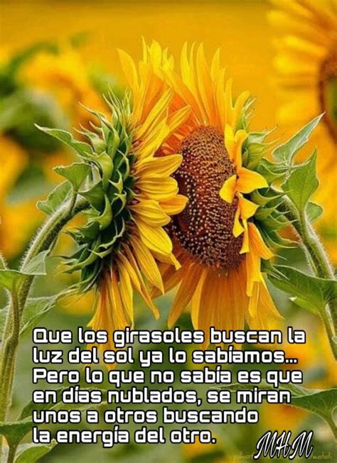 Pin de Zelmy De Pérez en Frases y más Girasoles Imágenes de buenos días Pensamientos y