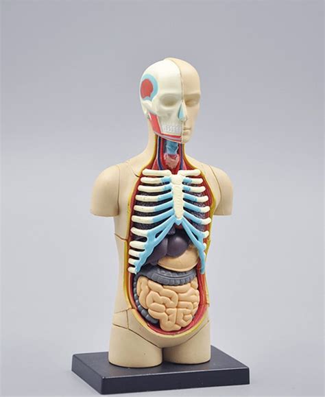 In the human body, there are five vital organs that people need to stay alive. small human torso Human Anatomy model Human bust / head ...