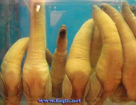 Geoduck Pictures Unique Animal With Shapes Like A Penis
