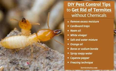 Get Rid Of Termites Without Chemicals Diy Pest Control Tips Diy