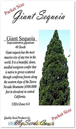 40 Seed X Giant Sequoia Sequoiadendron Giganteum Tree Seeds Fast