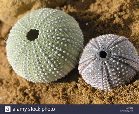 2 Echinoidea Sea Urchins Stock Photo 3192423 Alamy