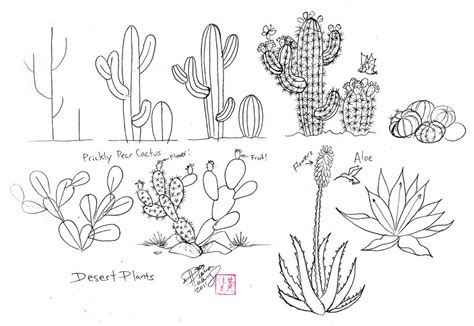 Draw Cactus By Diana Huang On Deviantart Illustration Cactus