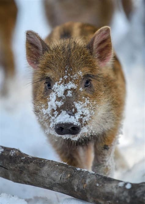 Portrait Baby Wild Pig In Forest With Snow Wild Boar Sus Scrofa In