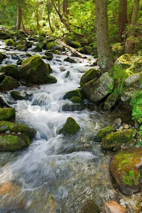 Mountain River Flowing At Summer Forest Stock Image