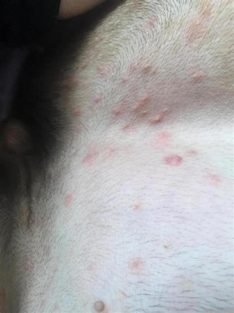 Itchy Bumps On Dogs Skin