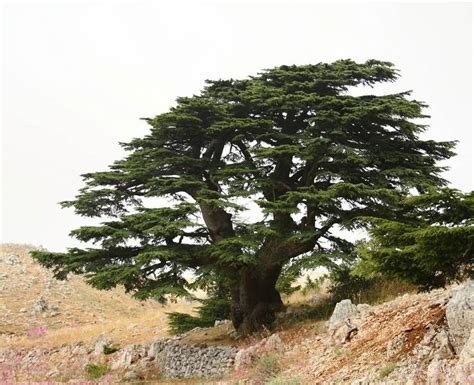 Places to visit in Lebanon - TRIPSTATION