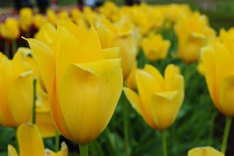 Tulip Flower Flora Free Photo On Pixabay Pixabay