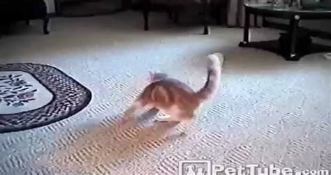 Rhythmic Gymnastics Funny Cat Videos Metatube